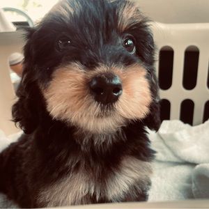 Meet your Posher, Renee